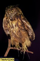 藏品(灰林鴞)的圖片